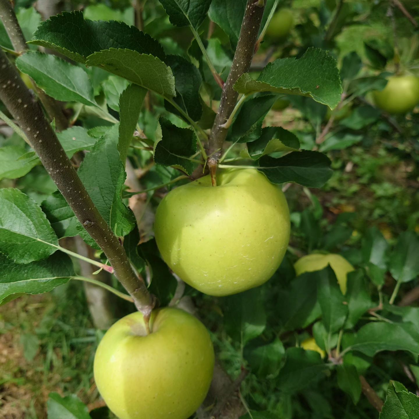 apple-napple_001